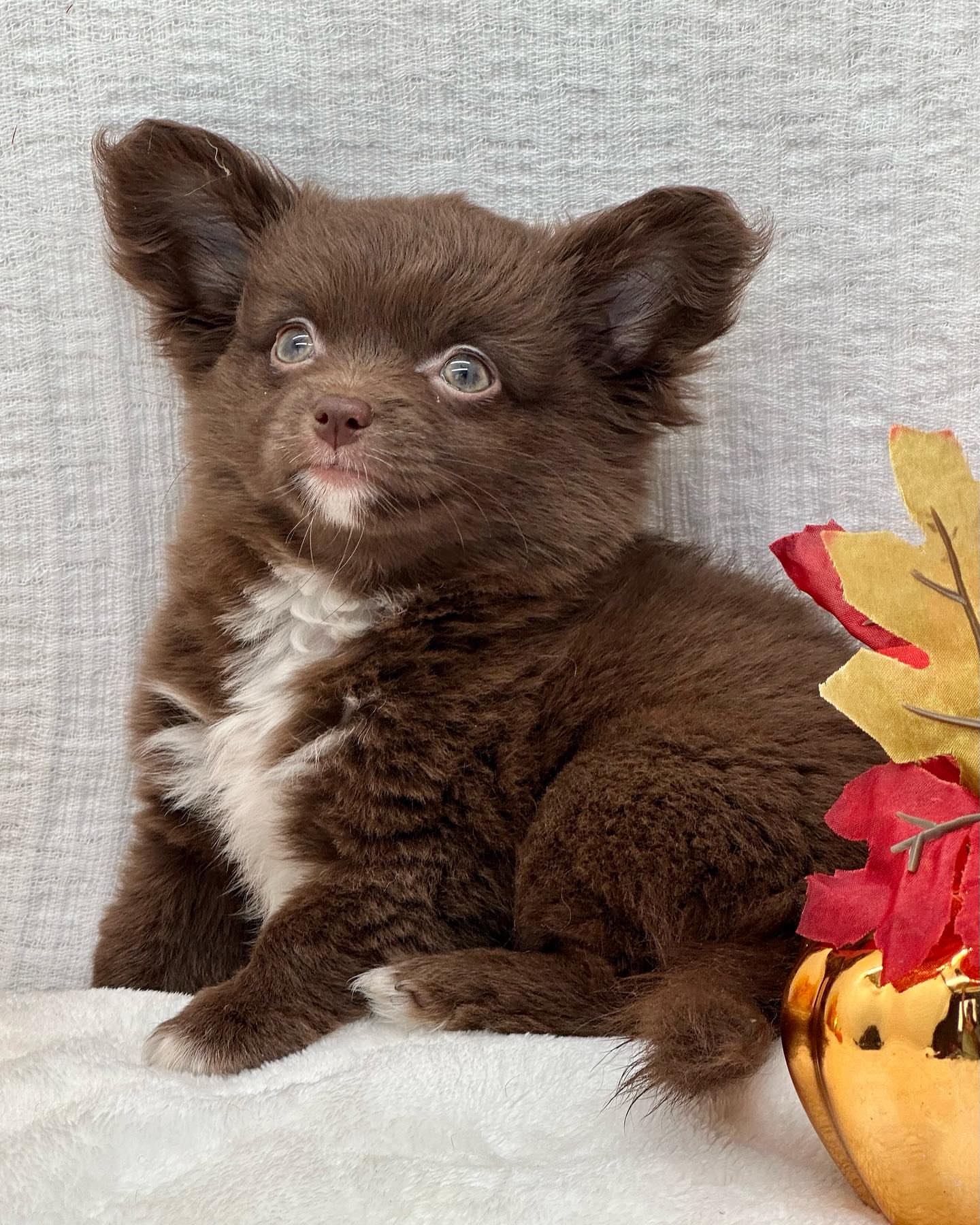 Adorable Chihuahuas Puppy