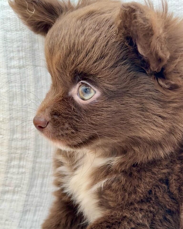 Adorable Chihuahuas Puppy