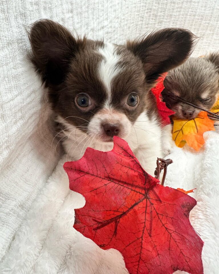Lenny Adorable Little Chihuahuas