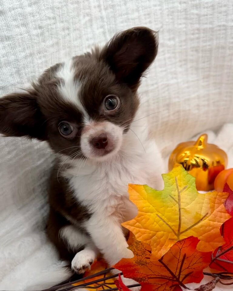 Lenny Adorable Little Chihuahuas