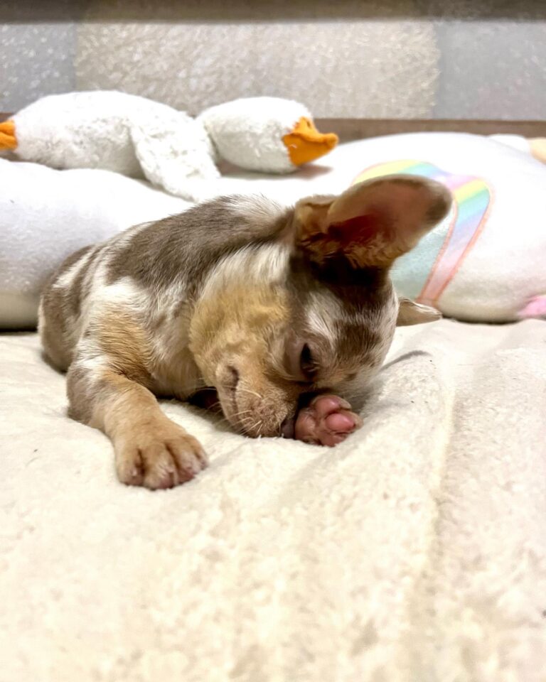 Adorable Chihuahuas