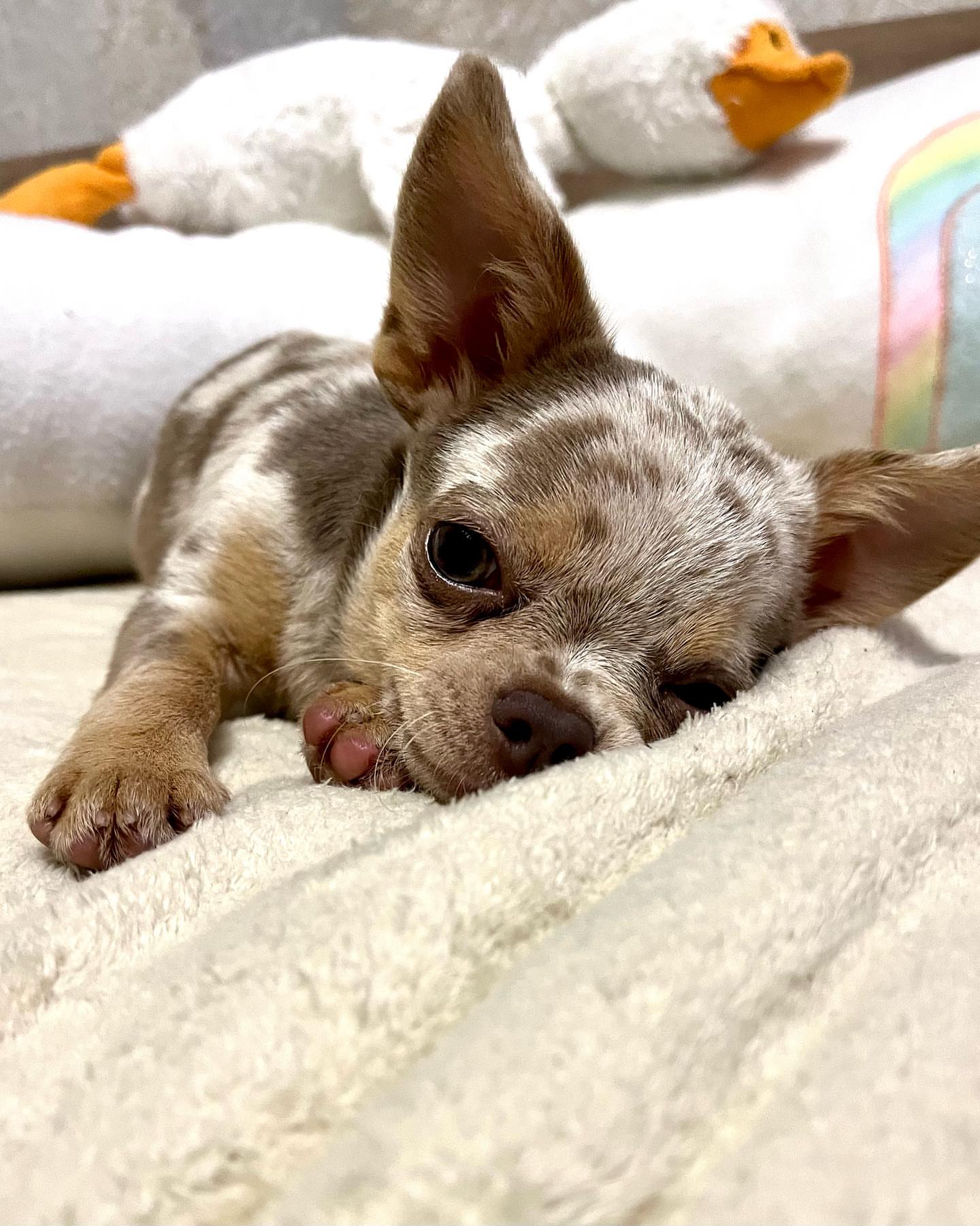 Adorable Chihuahuas