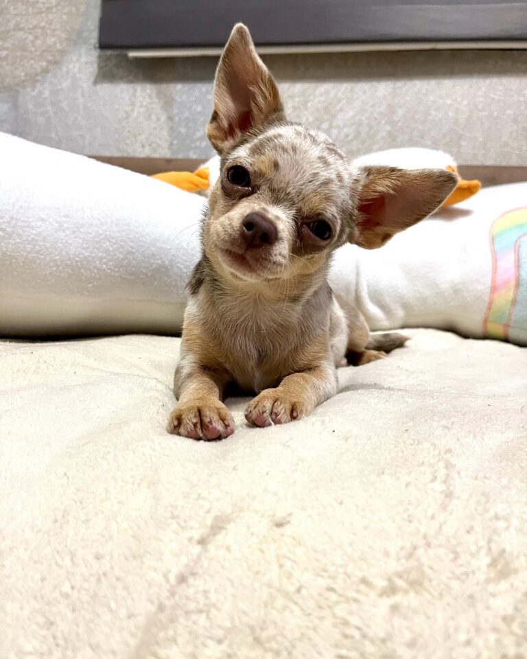 Adorable Chihuahuas