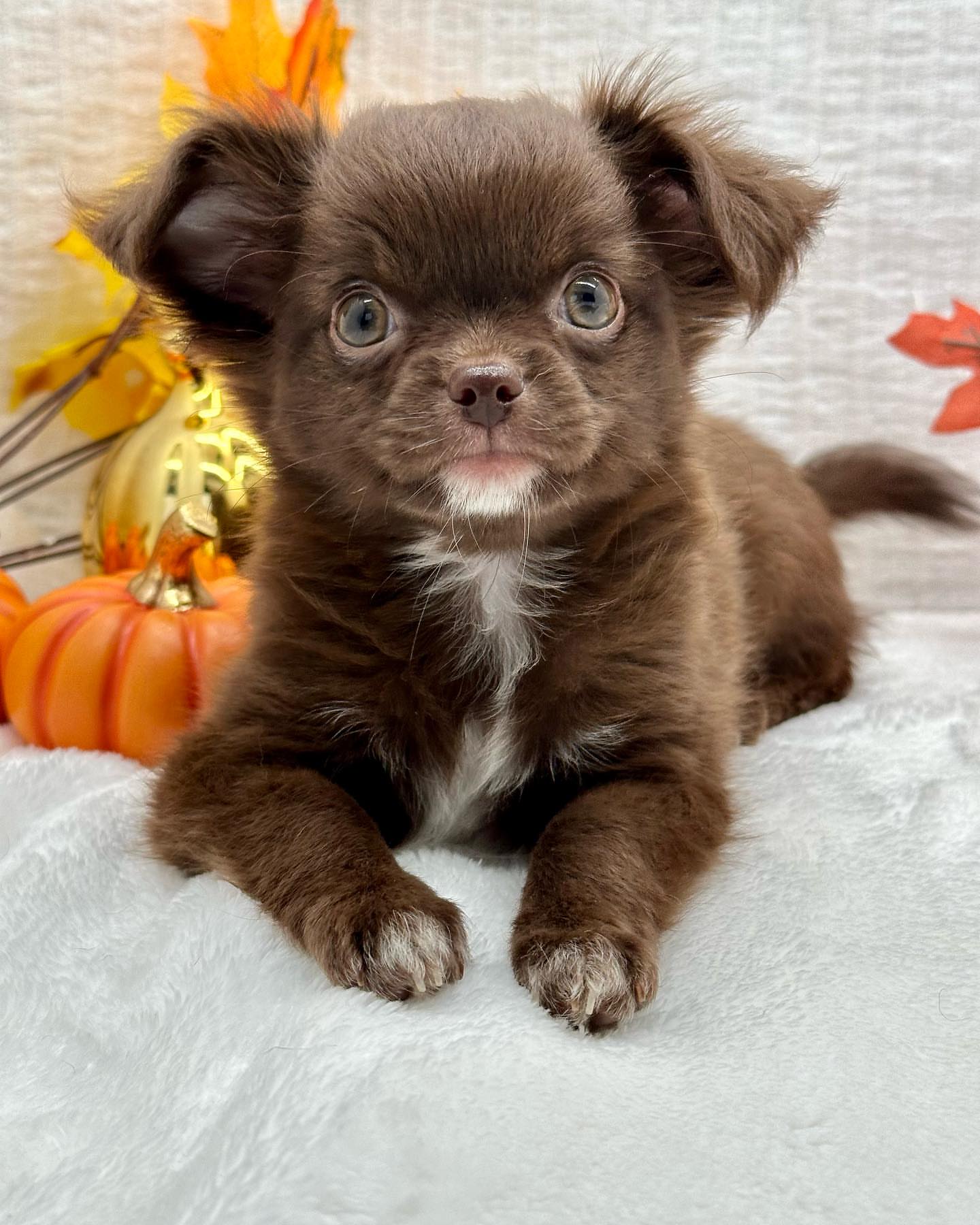 Adorable Chihuahuas Puppy
