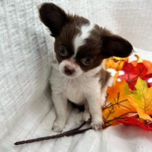 Lenny Adorable Little Chihuahuas