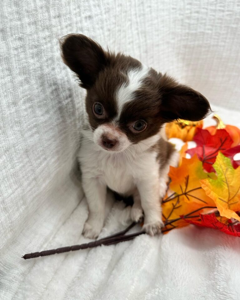 Lenny Adorable Little Chihuahuas