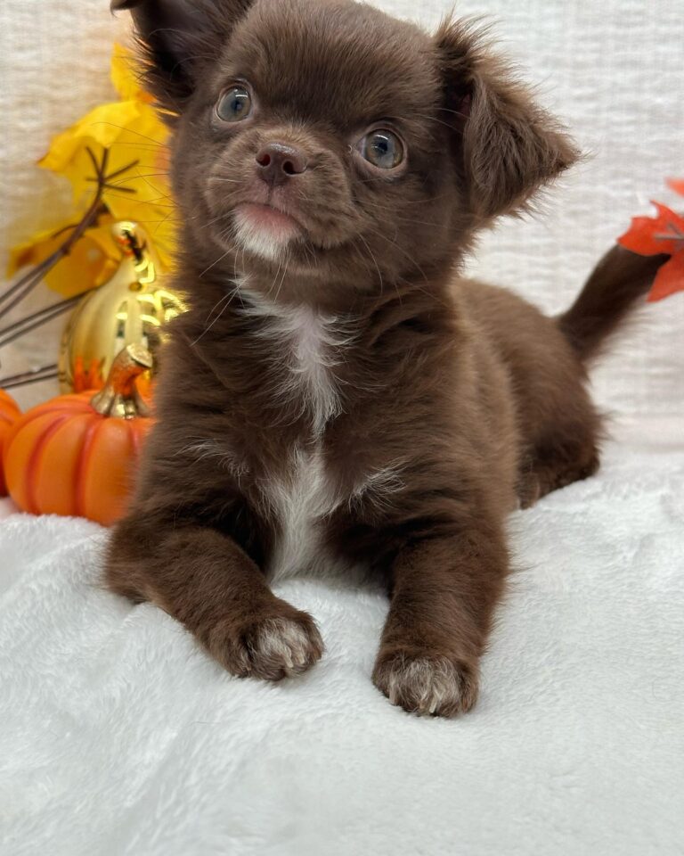 Adorable Chihuahuas Puppy