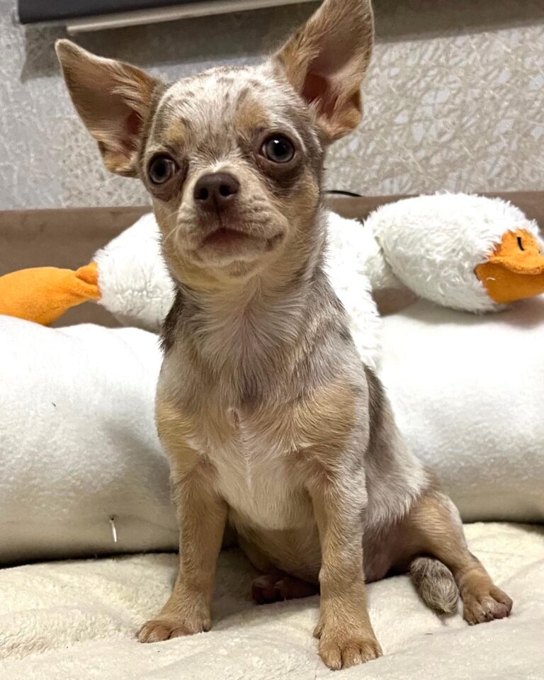 Adorable Chihuahuas