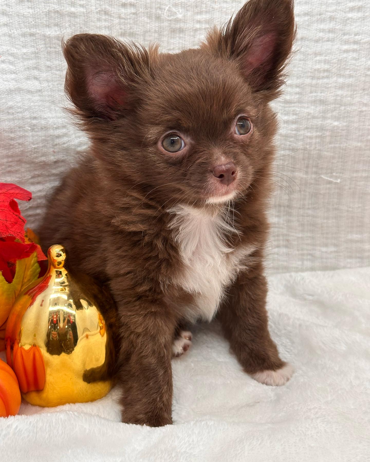 Adorable Chihuahuas Puppy