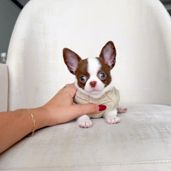 Stanley Adorable Chihuahuas