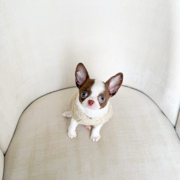 Stanley Adorable Chihuahuas
