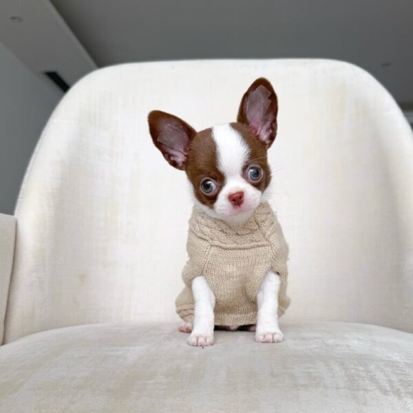 Stanley Adorable Chihuahuas