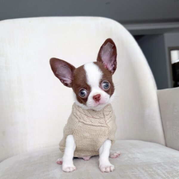 Stanley Adorable Chihuahuas