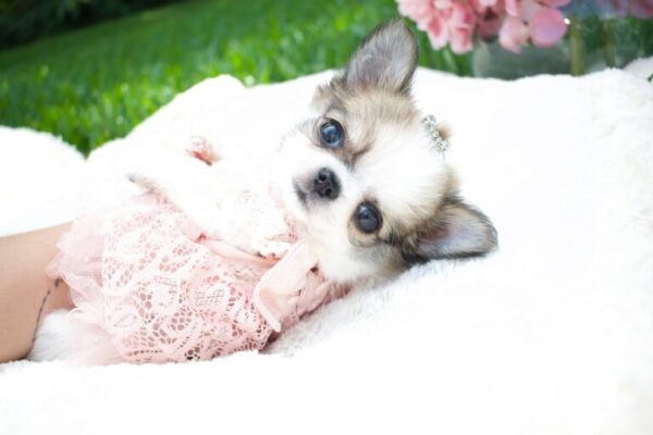 Rosie Adorable Chihuahuas