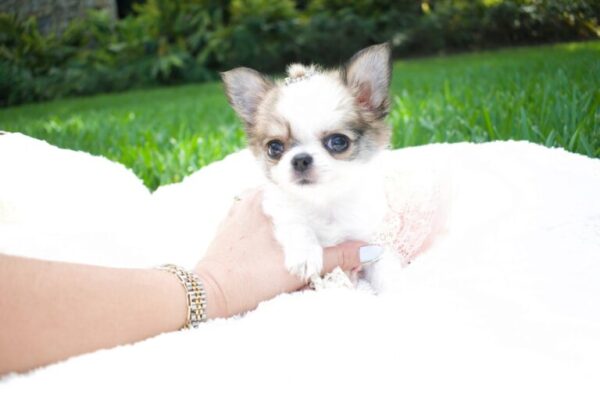 Rosie Adorable Chihuahuas