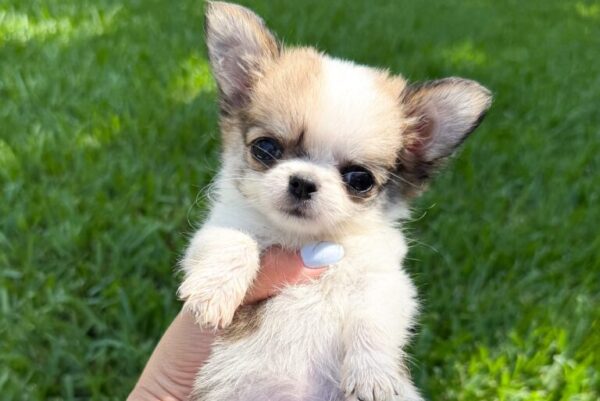 Rosie Adorable Chihuahuas