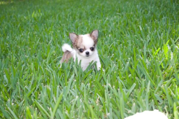 Rosie Adorable Chihuahuas