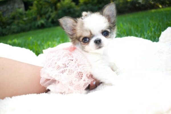 Rosie Adorable Chihuahuas