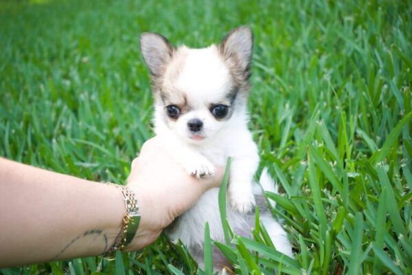 Rosie Adorable Chihuahuas