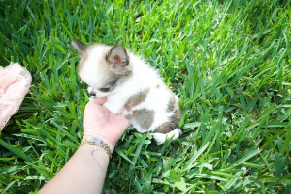 Rosie Adorable Chihuahuas