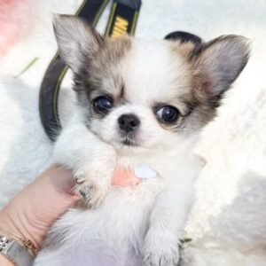 Rosie Adorable Chihuahuas