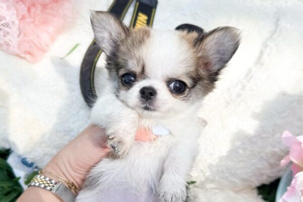 Rosie Adorable Chihuahuas