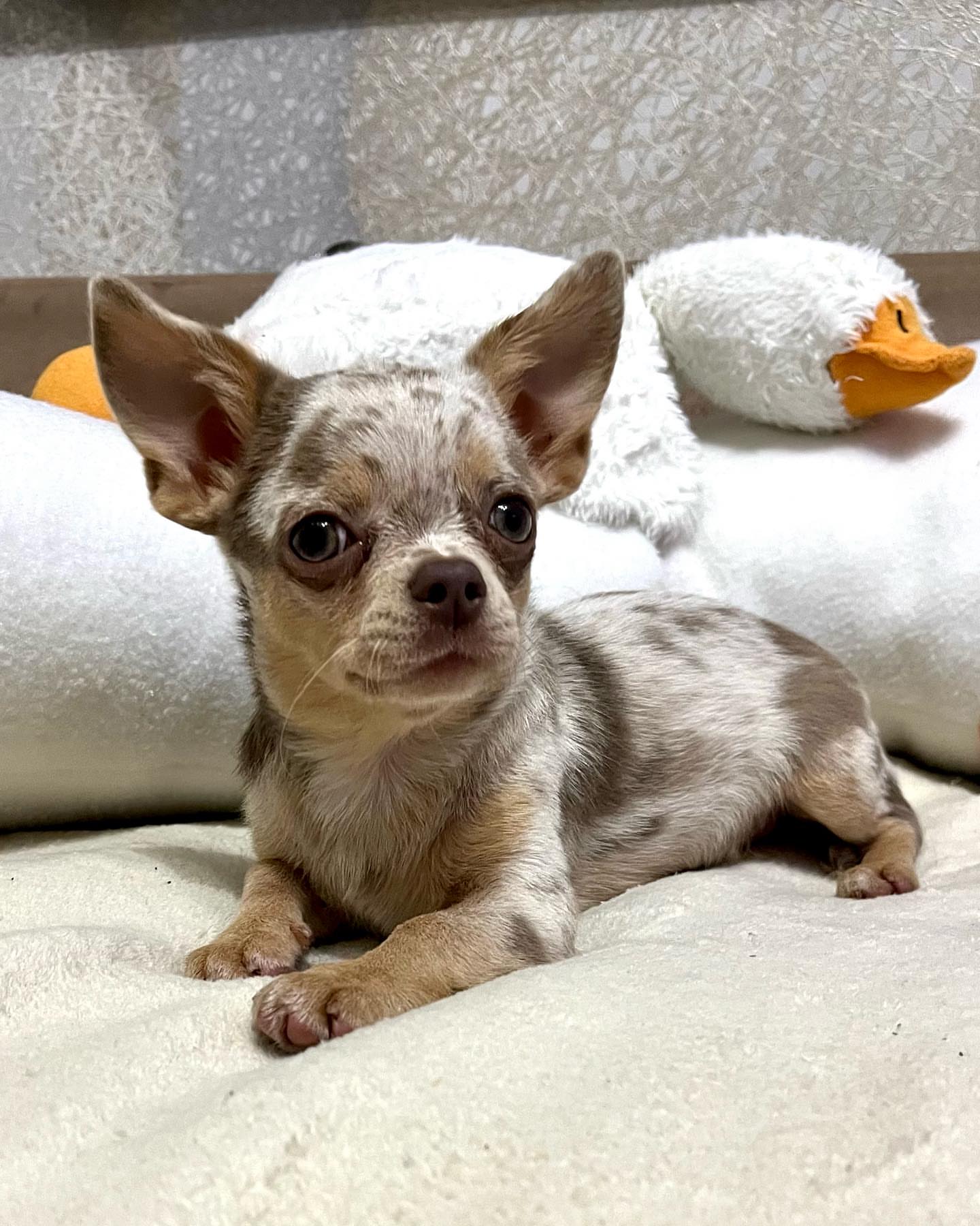 Adorable Chihuahuas