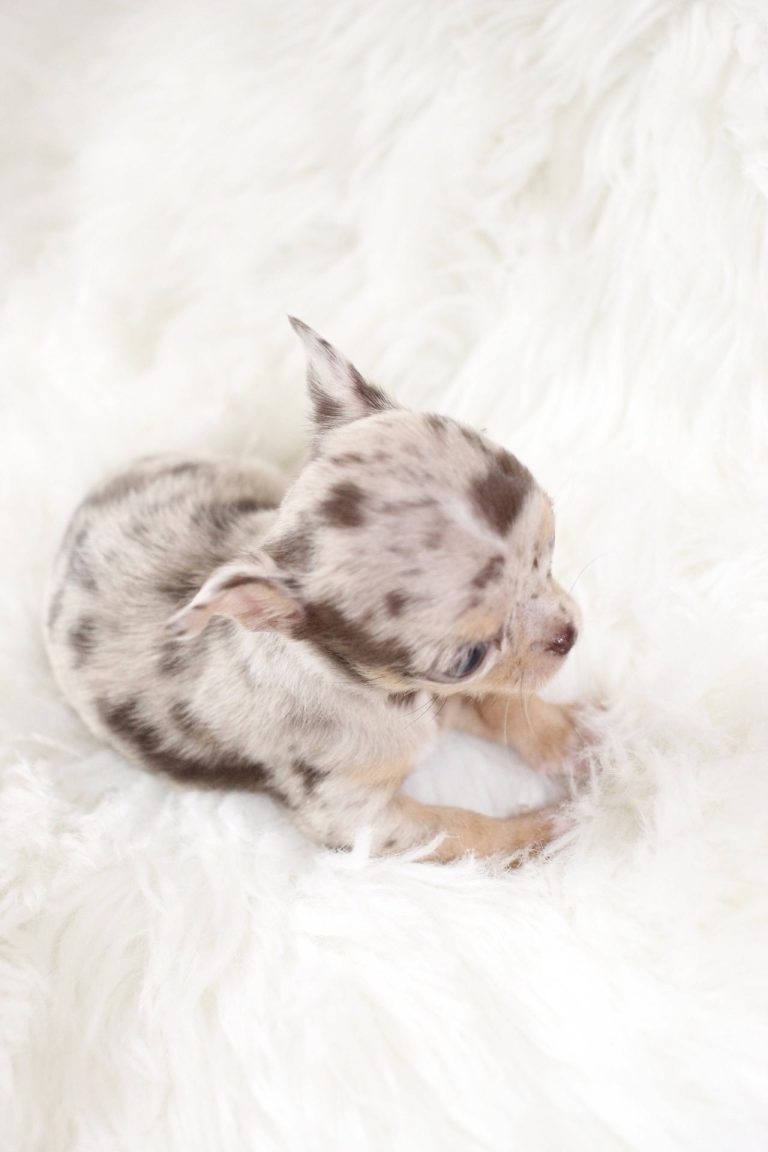 Twix Adorable Chihuahuas