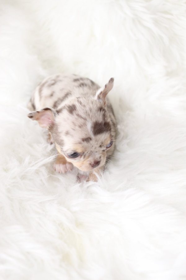 Twix Adorable Chihuahuas