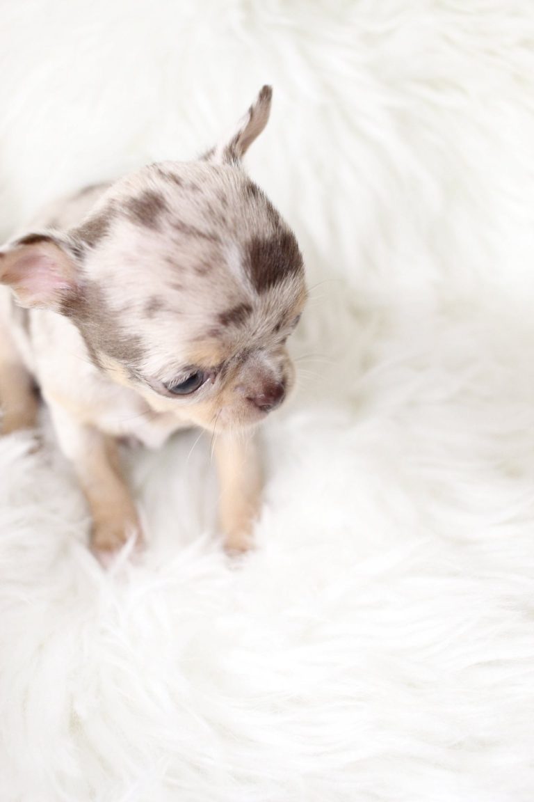 Twix Adorable Chihuahuas