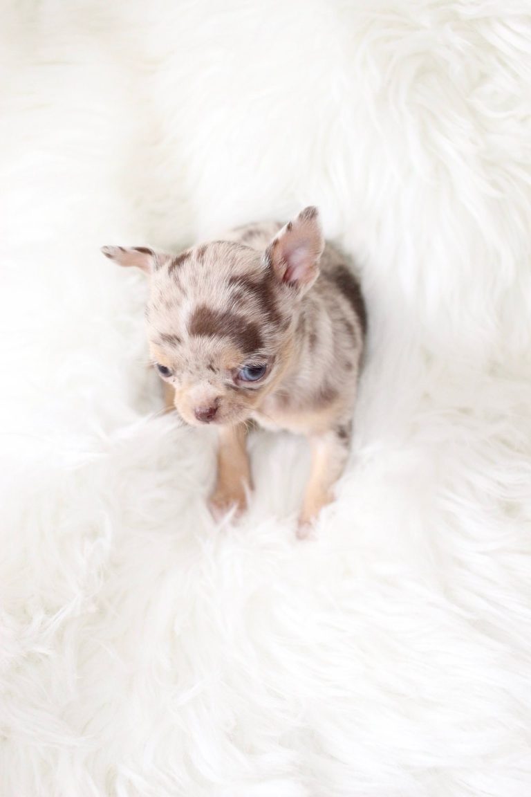 Twix Adorable Chihuahuas