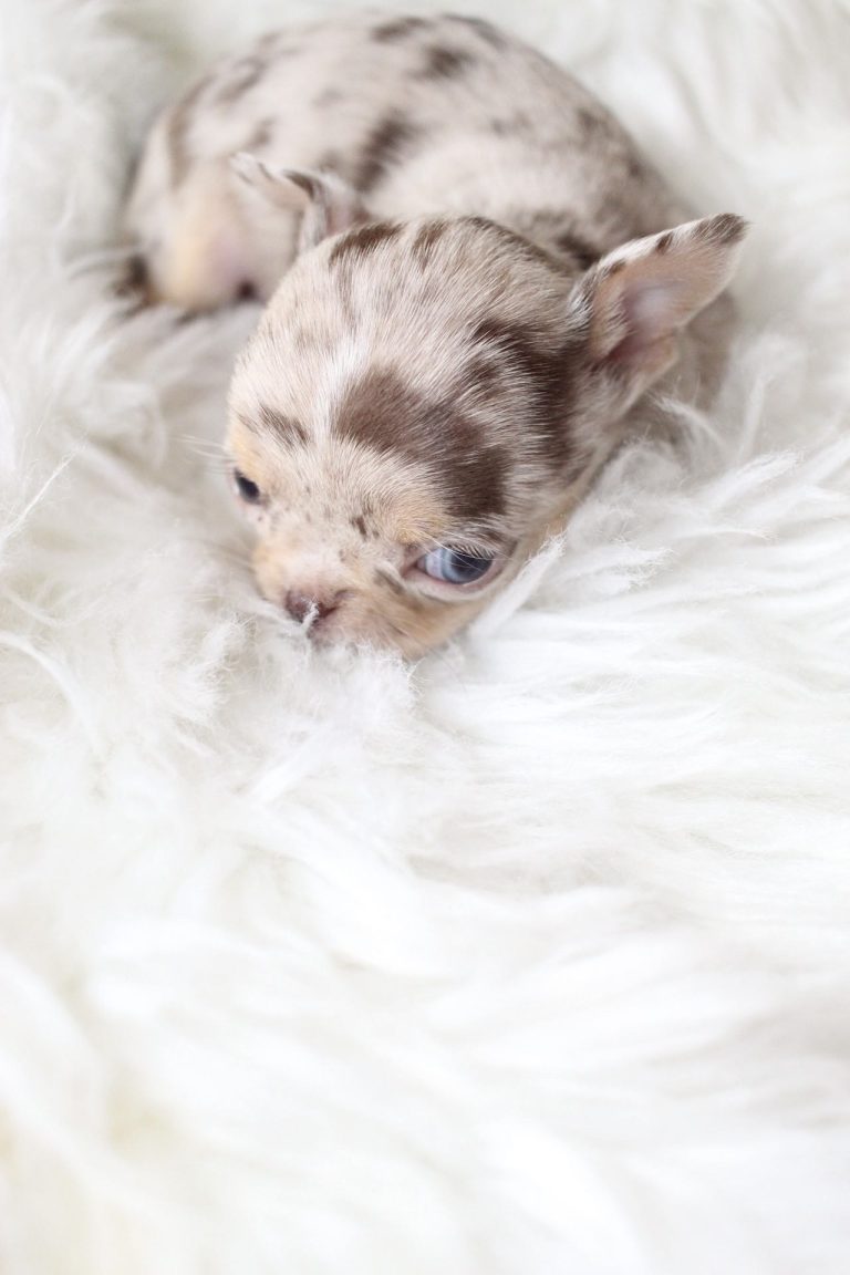 Twix Adorable Chihuahuas