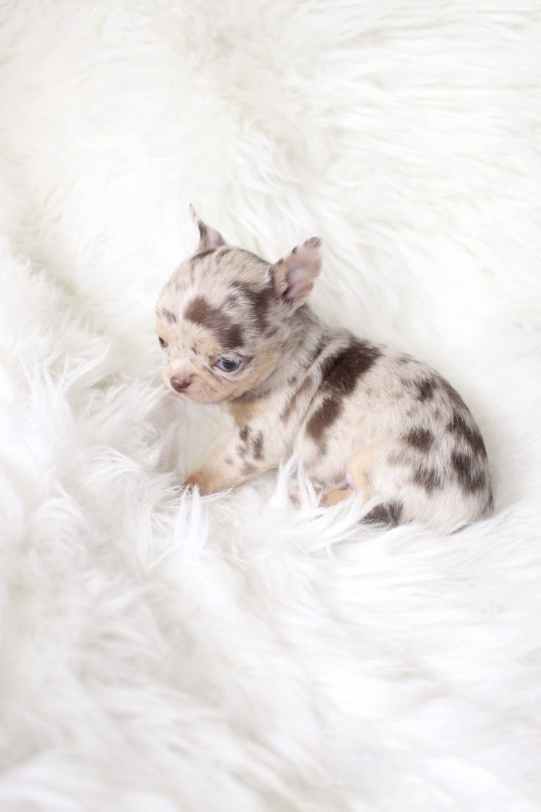 Twix Adorable Chihuahuas