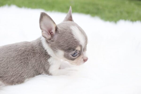 Belinda - Lillian's Adorable Chihuahuas
